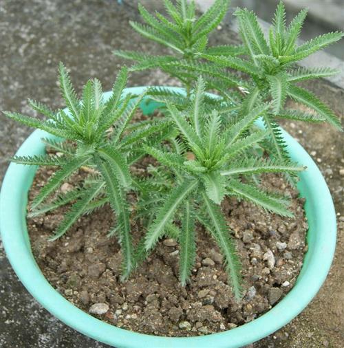 观音莲和莲花掌的区别是什么,观音与莲花在一起是什么寓意?-第2张图片-优品飞百科 观音莲和莲花掌的区别是什么,观音与莲花在一起是什么寓意?-第2张图片-优品飞百科