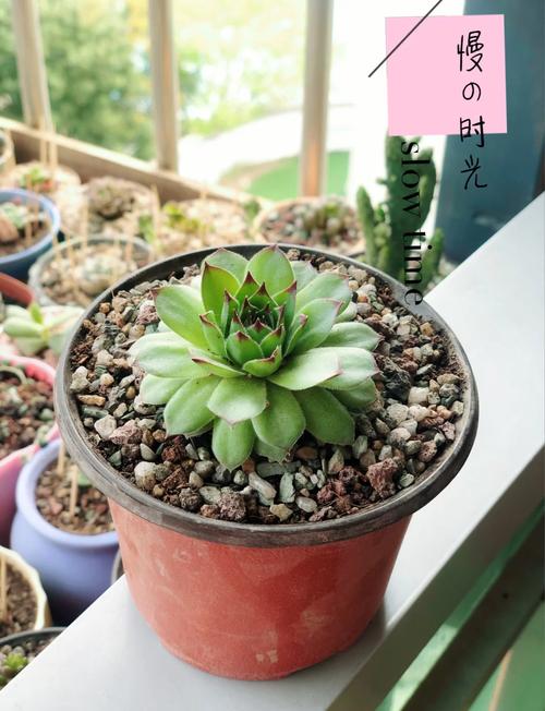 观音莲和莲花掌的区别是什么,观音与莲花在一起是什么寓意?-第5张图片-优品飞百科 观音莲和莲花掌的区别是什么,观音与莲花在一起是什么寓意?-第5张图片-优品飞百科