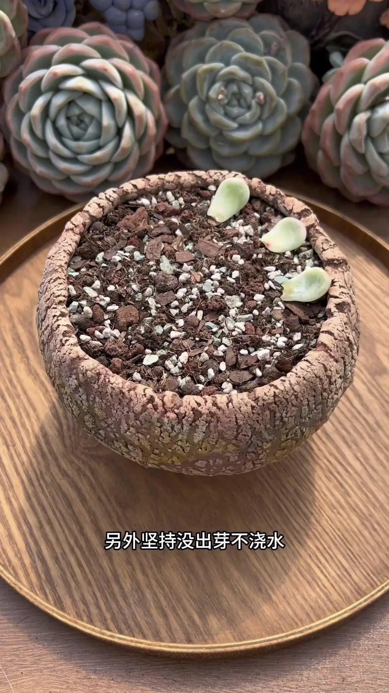 蔓莲多肉怎么养，蔓莲多肉怎么养护和管理？-第2张图片-优品飞百科