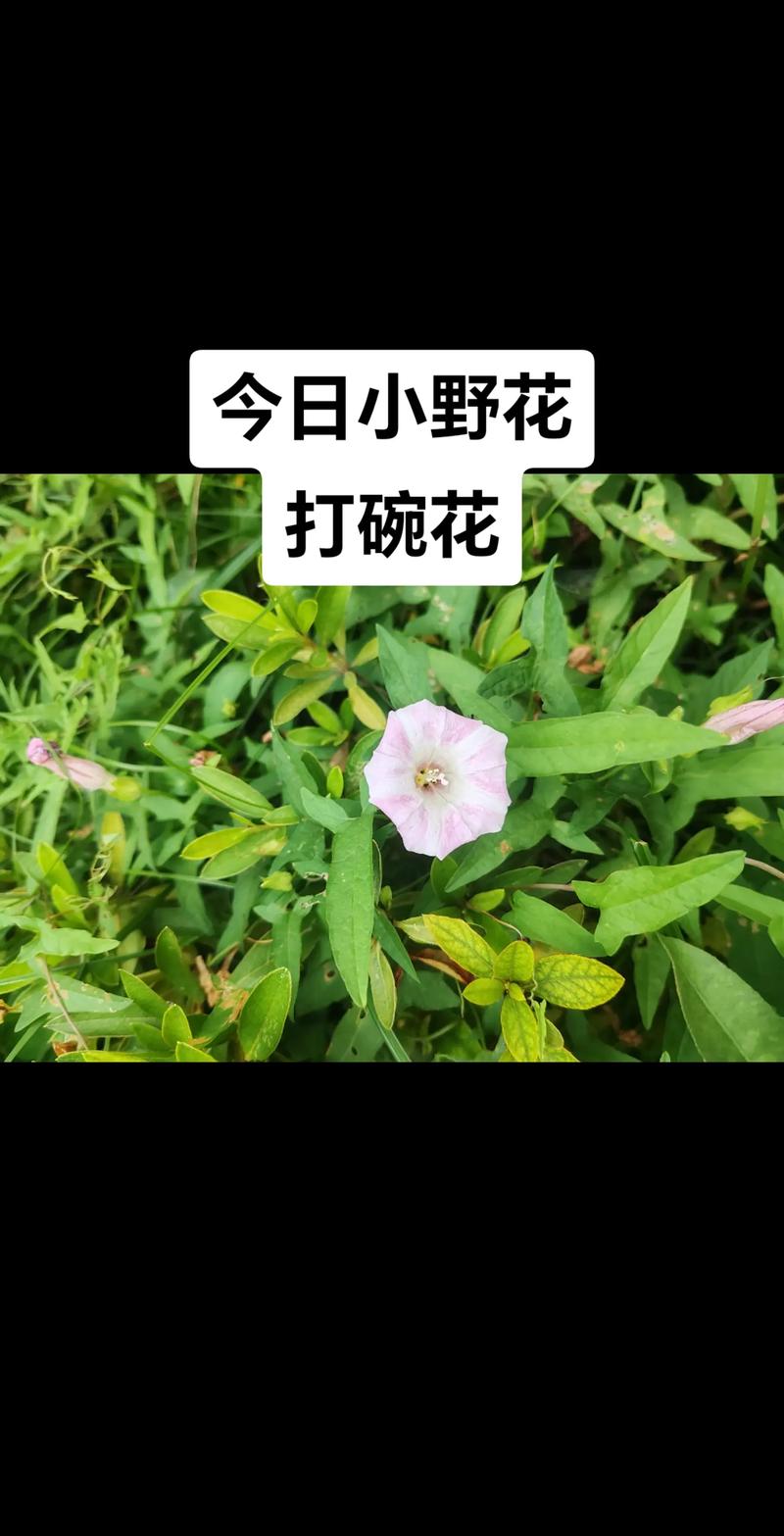 打破碗花怎么养,打破碗花有几种-第5张图片-优品飞百科 打破碗花怎么养,打破碗花有几种-第5张图片-优品飞百科