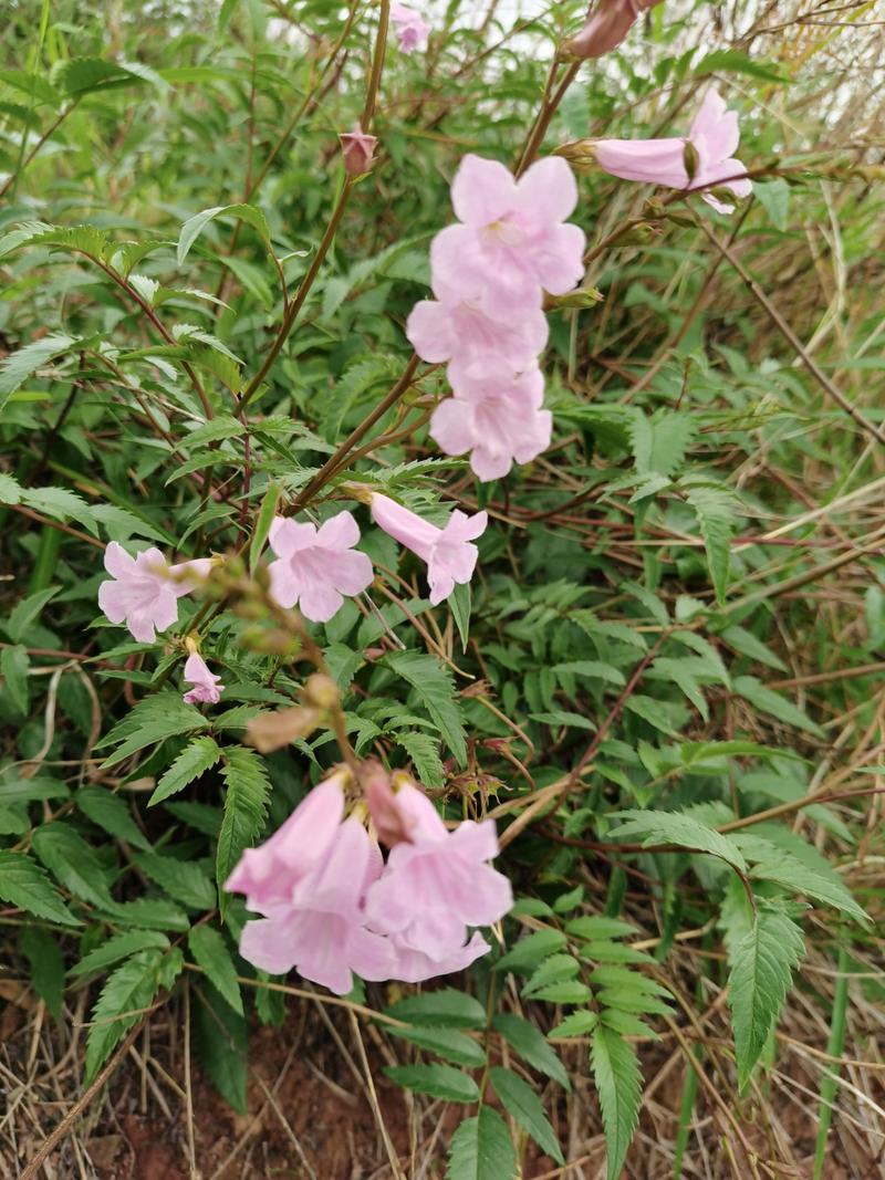 打破碗花怎么养,打破碗花有几种-第7张图片-优品飞百科 打破碗花怎么养,打破碗花有几种-第7张图片-优品飞百科