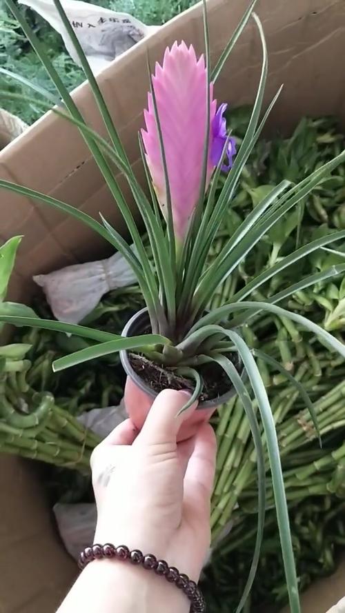 铁兰种子怎么种,铁兰种子怎么种植视频-第2张图片-优品飞百科 铁兰种子怎么种,铁兰种子怎么种植视频-第2张图片-优品飞百科