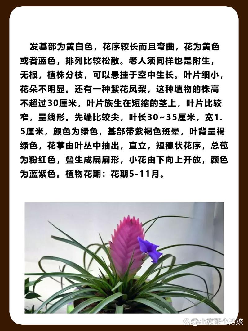 铁兰种子怎么种,铁兰种子怎么种植视频-第4张图片-优品飞百科 铁兰种子怎么种,铁兰种子怎么种植视频-第4张图片-优品飞百科