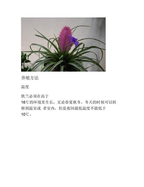 铁兰种子怎么种,铁兰种子怎么种植视频-第6张图片-优品飞百科 铁兰种子怎么种,铁兰种子怎么种植视频-第6张图片-优品飞百科