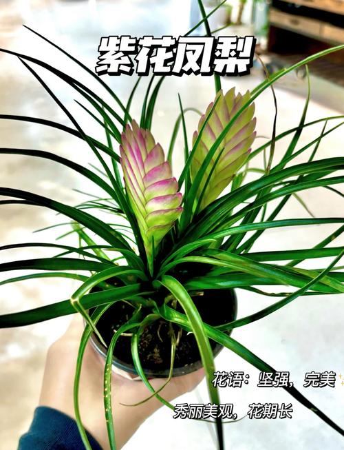 铁兰种子怎么种,铁兰种子怎么种植视频-第5张图片-优品飞百科 铁兰种子怎么种,铁兰种子怎么种植视频-第5张图片-优品飞百科