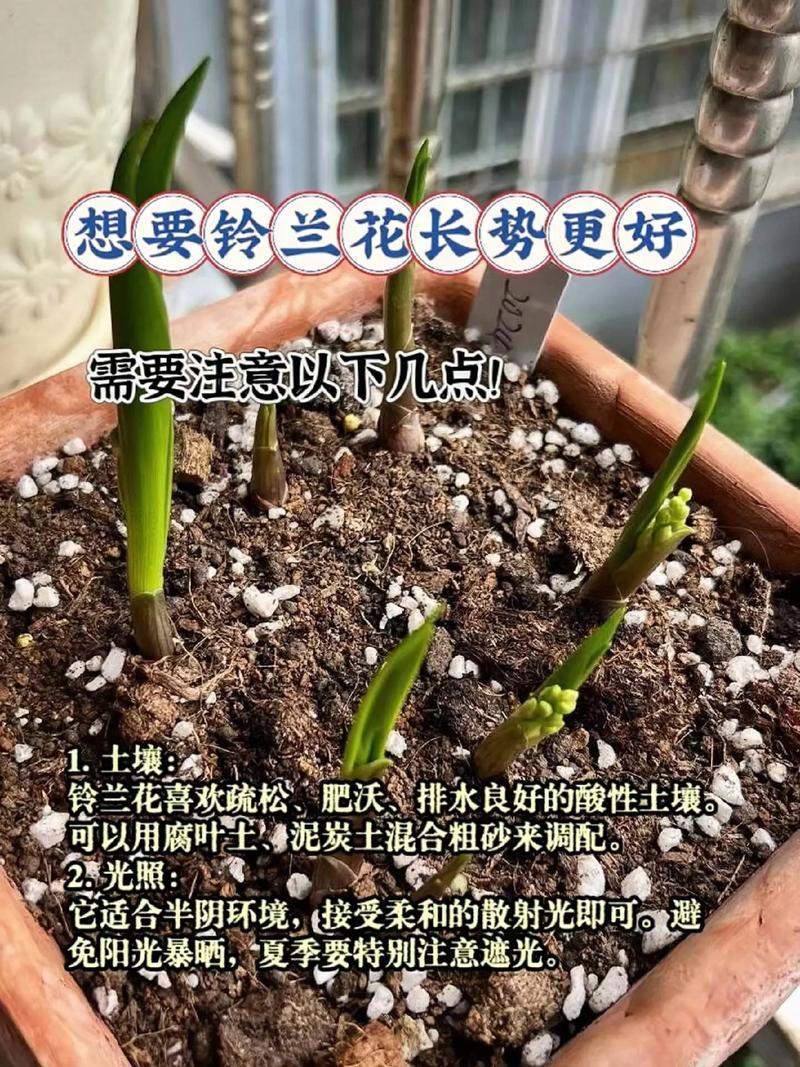 铁兰种子怎么种,铁兰种子怎么种植视频-第7张图片-优品飞百科 铁兰种子怎么种,铁兰种子怎么种植视频-第7张图片-优品飞百科
