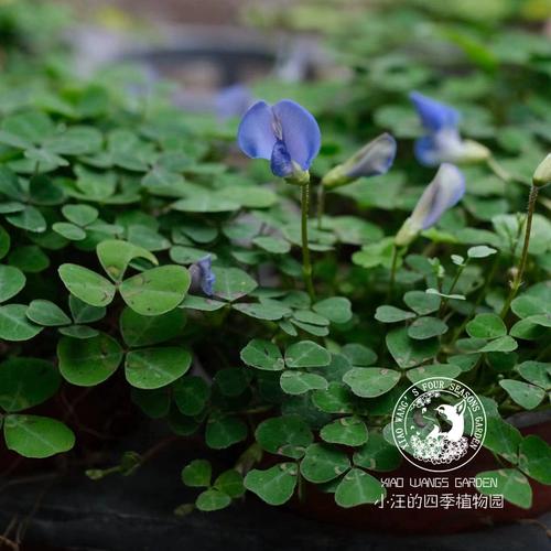 蓝雀花怎么养，蓝雀照片