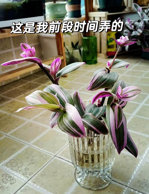 蓝雀花怎么养，蓝雀照片-第2张图片-优品飞百科