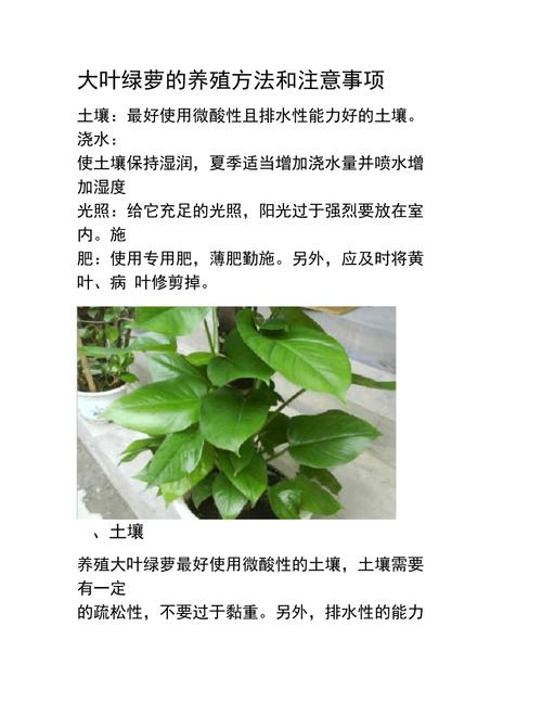 绿萝怎么养才能更旺盛？刚买回来的绿萝怎么养才能更旺盛？