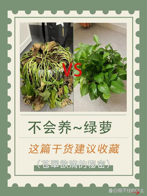 绿萝怎么养才能更旺盛？刚买回来的绿萝怎么养才能更旺盛？-第2张图片-优品飞百科