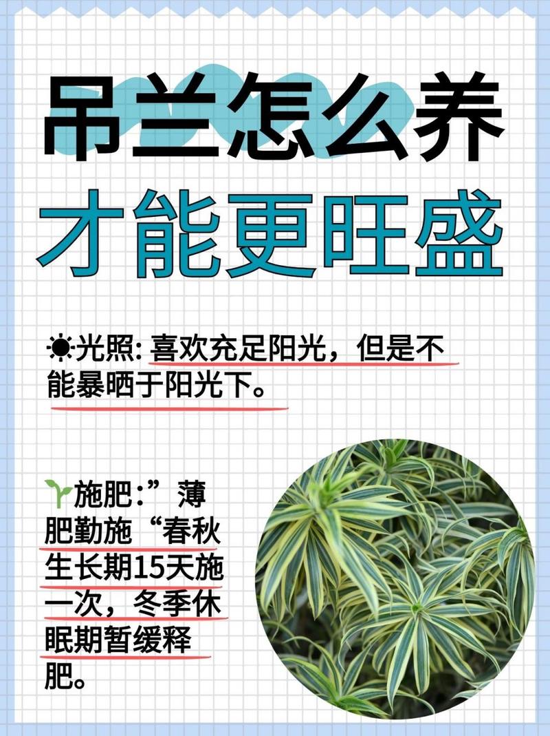 吊兰施什么肥料长得好，吊兰施啥肥好-第6张图片-优品飞百科