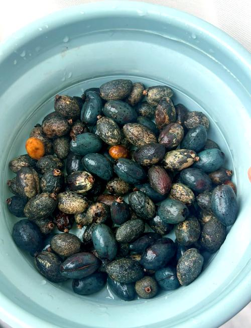 蒲葵树怎么种植，蒲葵树种子有什么药用？-第2张图片-优品飞百科