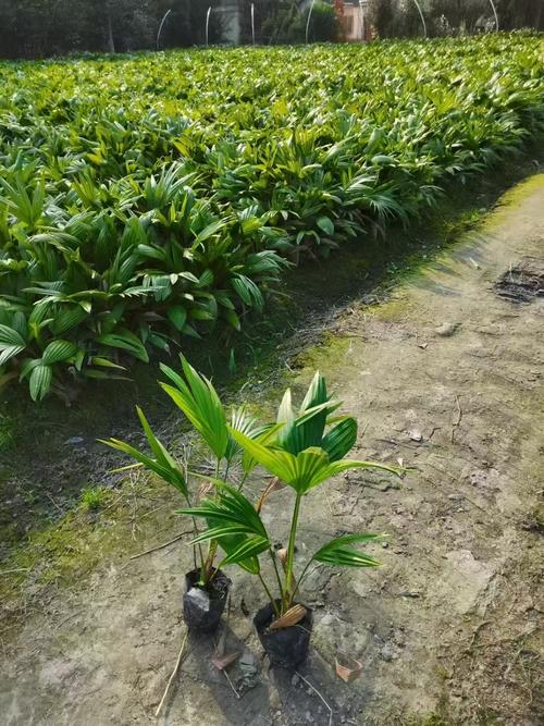 蒲葵树怎么种植，蒲葵树种子有什么药用？-第4张图片-优品飞百科