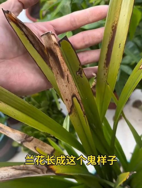 兰花叶子蔫还能活吗，兰花叶子蔫了？
