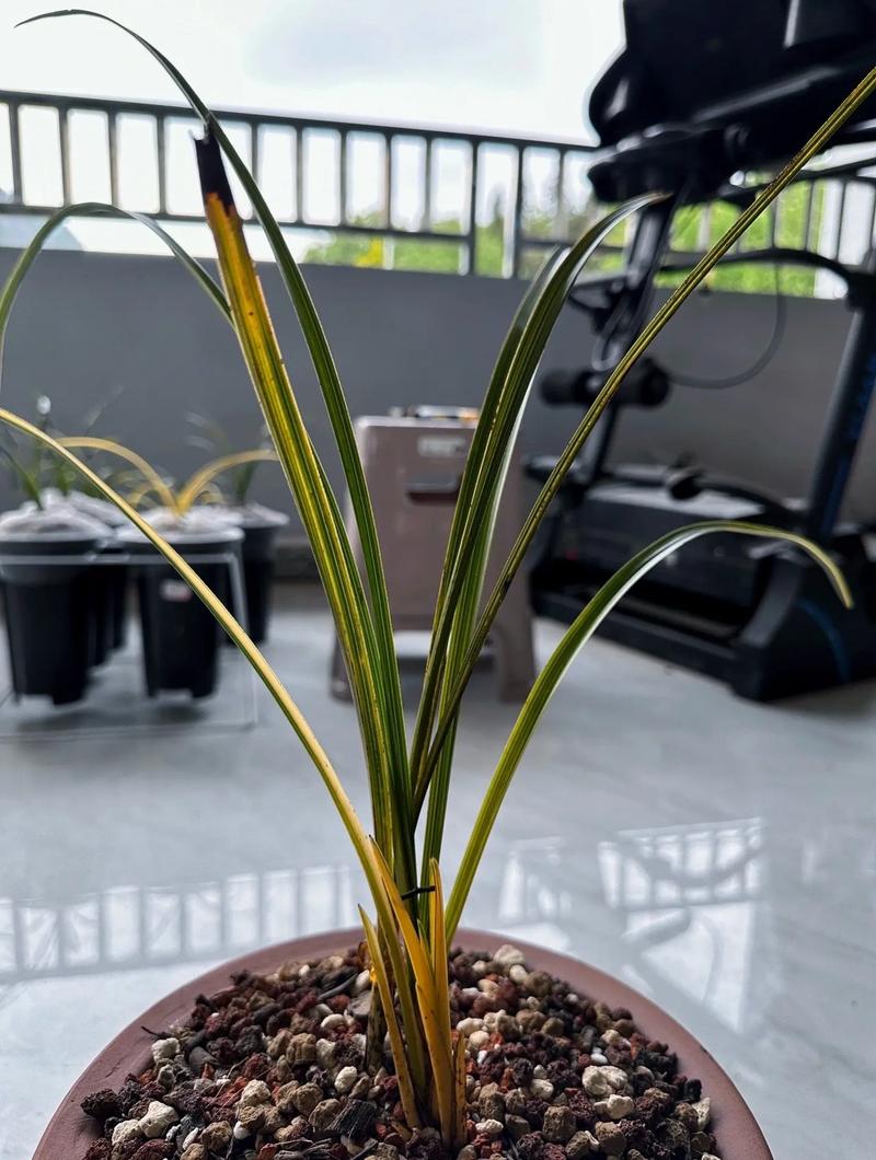兰花叶子蔫还能活吗,兰花叶子蔫了?-第3张图片-优品飞百科 兰花叶子蔫还能活吗,兰花叶子蔫了?-第3张图片-优品飞百科