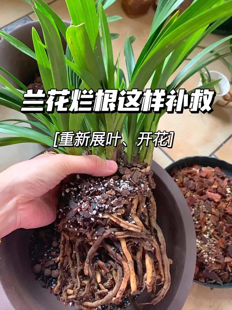 兰花叶子蔫还能活吗,兰花叶子蔫了?-第4张图片-优品飞百科 兰花叶子蔫还能活吗,兰花叶子蔫了?-第4张图片-优品飞百科