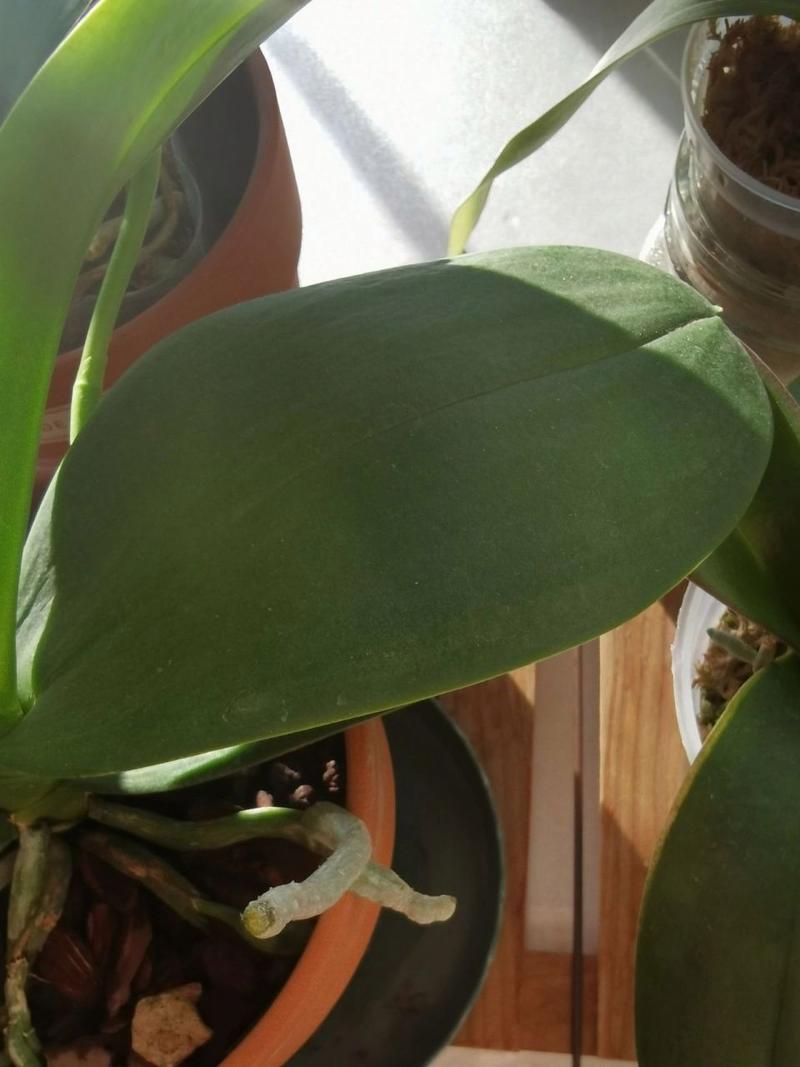 兰花叶子蔫还能活吗,兰花叶子蔫了?-第5张图片-优品飞百科 兰花叶子蔫还能活吗,兰花叶子蔫了?-第5张图片-优品飞百科