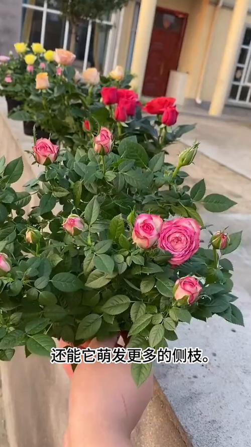玫瑰花换盆注意事项，玫瑰花盆栽如何换盆？-第1张图片-优品飞百科