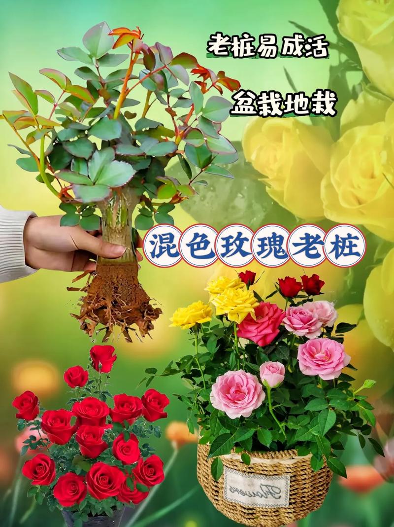 玫瑰花换盆注意事项，玫瑰花盆栽如何换盆？-第2张图片-优品飞百科