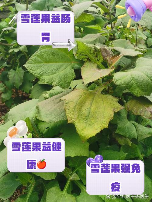 雪莲果适合什么季节种植,雪莲果适合什么季节种植呢-第2张图片-优品飞百科 雪莲果适合什么季节种植,雪莲果适合什么季节种植呢-第2张图片-优品飞百科