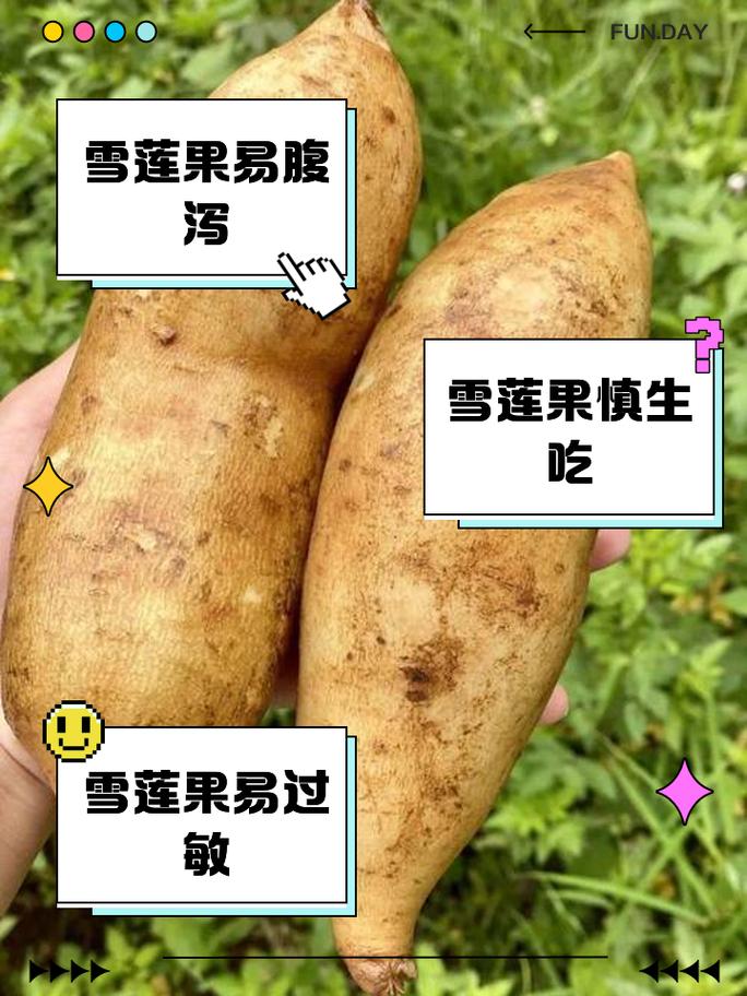 雪莲果适合什么季节种植,雪莲果适合什么季节种植呢-第3张图片-优品飞百科 雪莲果适合什么季节种植,雪莲果适合什么季节种植呢-第3张图片-优品飞百科