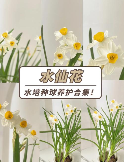水仙多久换一次水，养水仙花要放多少水？