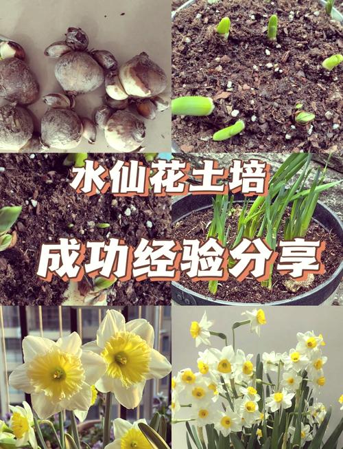 水仙多久换一次水,养水仙花要放多少水?-第4张图片-优品飞百科 水仙多久换一次水,养水仙花要放多少水?-第4张图片-优品飞百科