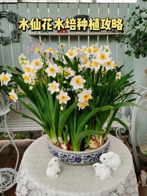 水仙多久换一次水,养水仙花要放多少水?-第5张图片-优品飞百科 水仙多久换一次水,养水仙花要放多少水?-第5张图片-优品飞百科
