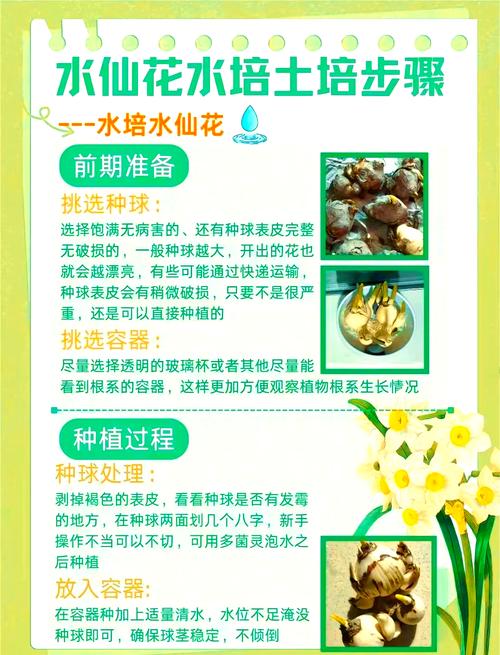 水仙多久换一次水,养水仙花要放多少水?-第7张图片-优品飞百科 水仙多久换一次水,养水仙花要放多少水?-第7张图片-优品飞百科