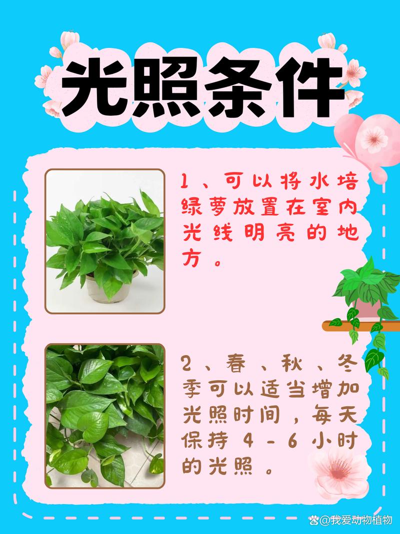 水培绿萝怎么养，水培绿萝怎么养才能爆盆