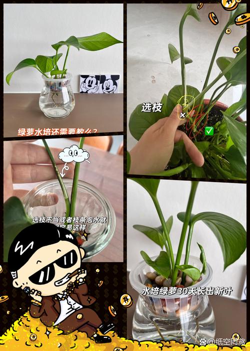 水培绿萝怎么养,水培绿萝怎么养才能爆盆-第4张图片-优品飞百科 水培绿萝怎么养,水培绿萝怎么养才能爆盆-第4张图片-优品飞百科