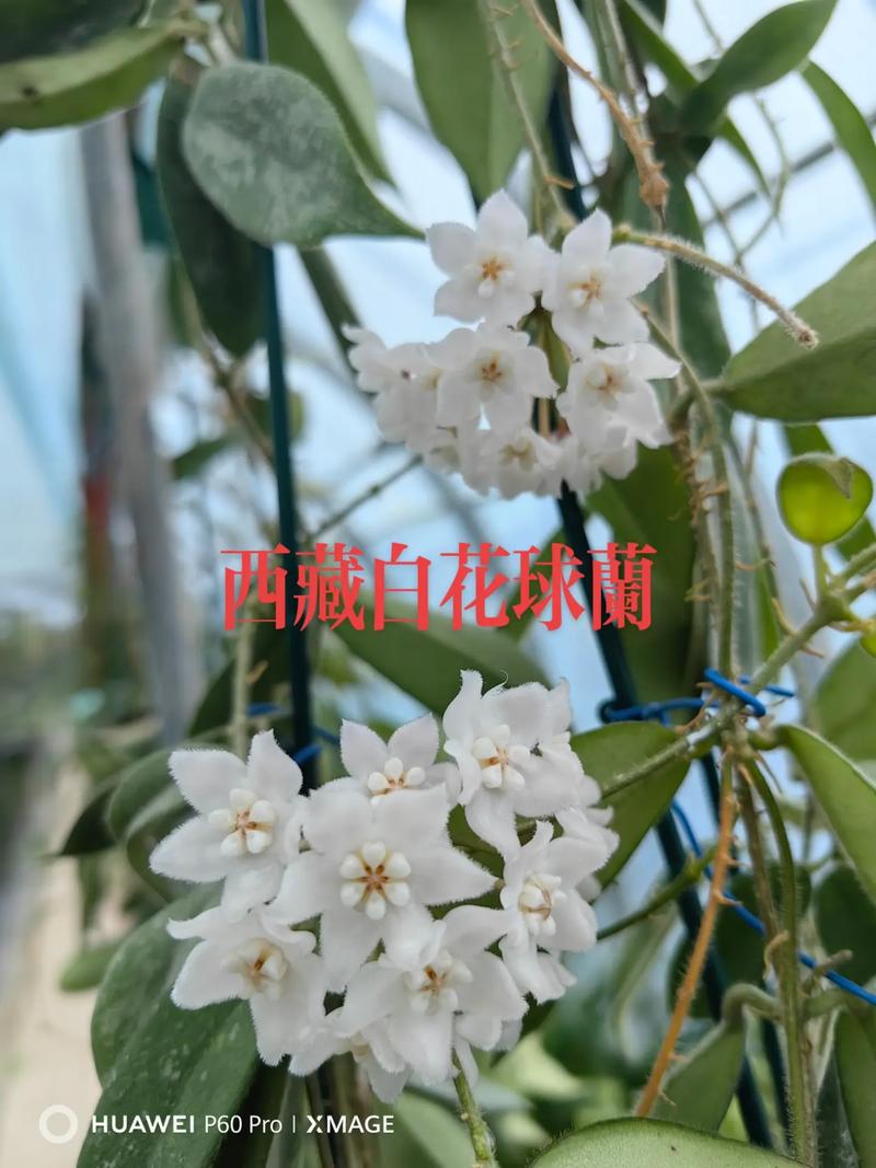 斑叶球兰的繁殖方式,斑叶兰的种子?-第2张图片-优品飞百科 斑叶球兰的繁殖方式,斑叶兰的种子?-第2张图片-优品飞百科