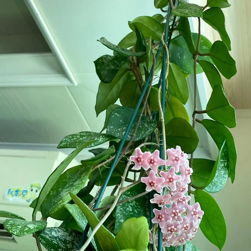 斑叶球兰的繁殖方式,斑叶兰的种子?-第5张图片-优品飞百科 斑叶球兰的繁殖方式,斑叶兰的种子?-第5张图片-优品飞百科
