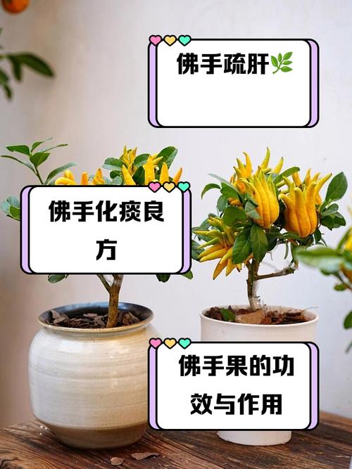 佛手掌怎样扦插?佛手掌扦插后多久生根?-第4张图片-优品飞百科 佛手掌怎样扦插?佛手掌扦插后多久生根?-第4张图片-优品飞百科