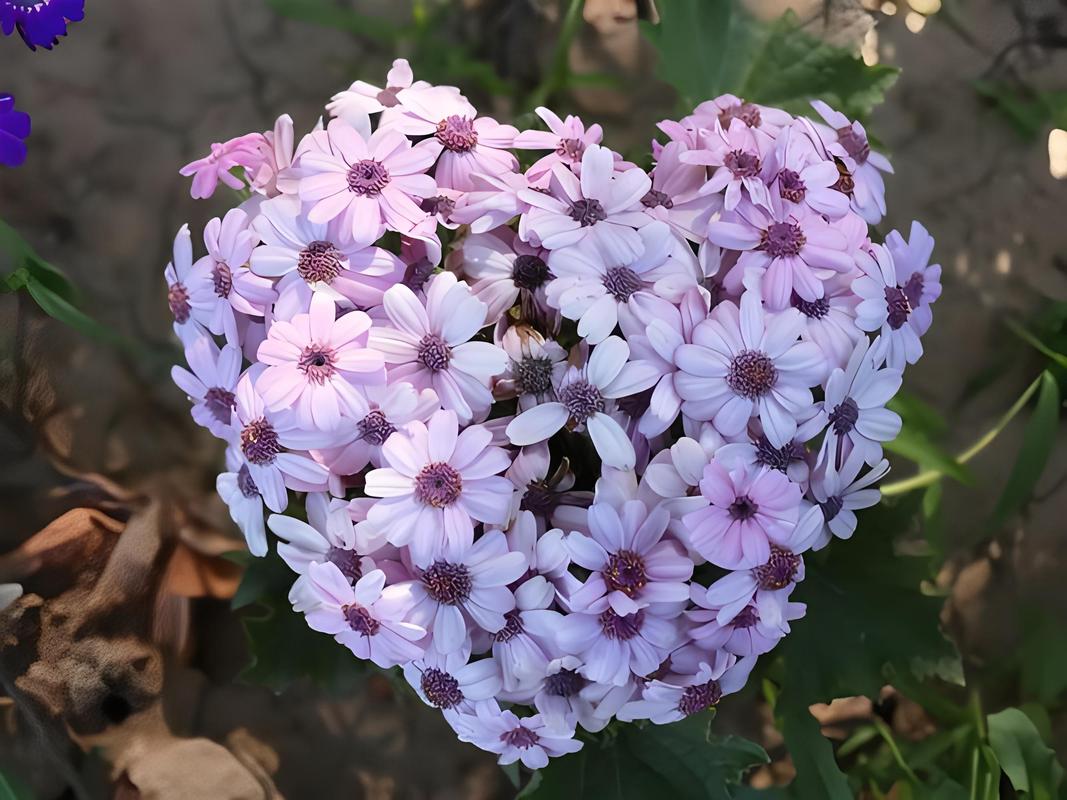 瓜叶菊种子怎么种植？瓜叶菊的种子长什么样子？-第1张图片-优品飞百科