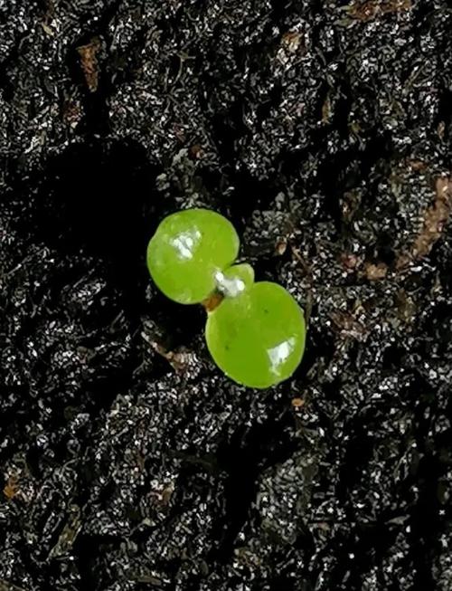 瓜叶菊种子怎么种植？瓜叶菊的种子长什么样子？-第3张图片-优品飞百科