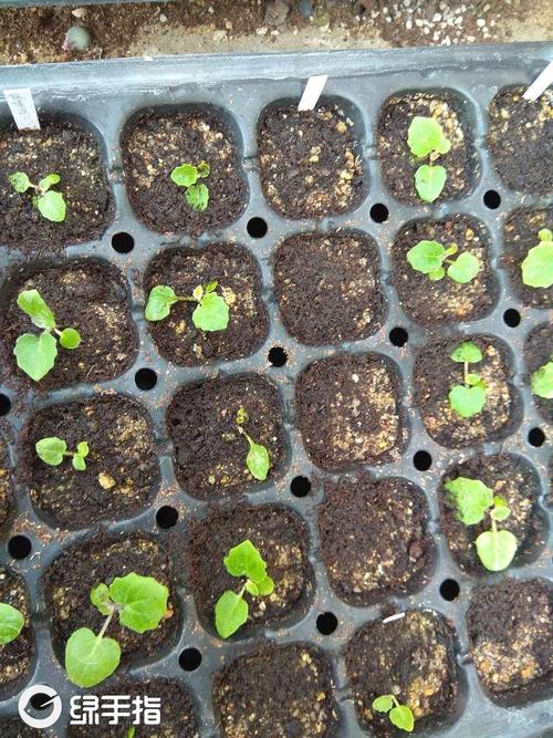 瓜叶菊种子怎么种植？瓜叶菊的种子长什么样子？-第5张图片-优品飞百科