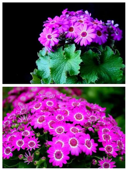 瓜叶菊种子怎么种植？瓜叶菊的种子长什么样子？-第6张图片-优品飞百科