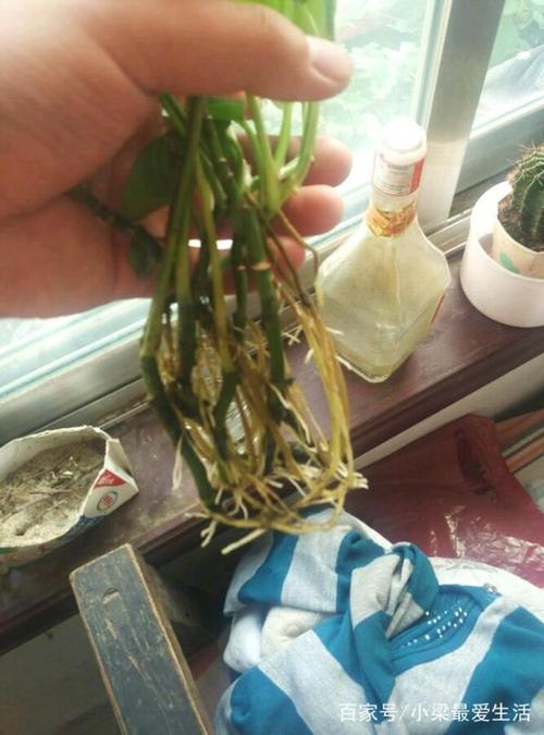 为什么绿萝的根都烂了,为什么绿萝的根都烂了怎么回事?-第3张图片-优品飞百科 为什么绿萝的根都烂了,为什么绿萝的根都烂了怎么回事?-第3张图片-优品飞百科