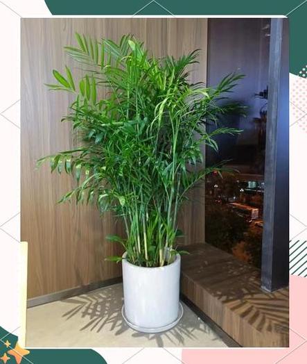 夏威夷椰子秋天怎么养,夏威夷椰子好养活吗-第4张图片-优品飞百科 夏威夷椰子秋天怎么养,夏威夷椰子好养活吗-第4张图片-优品飞百科