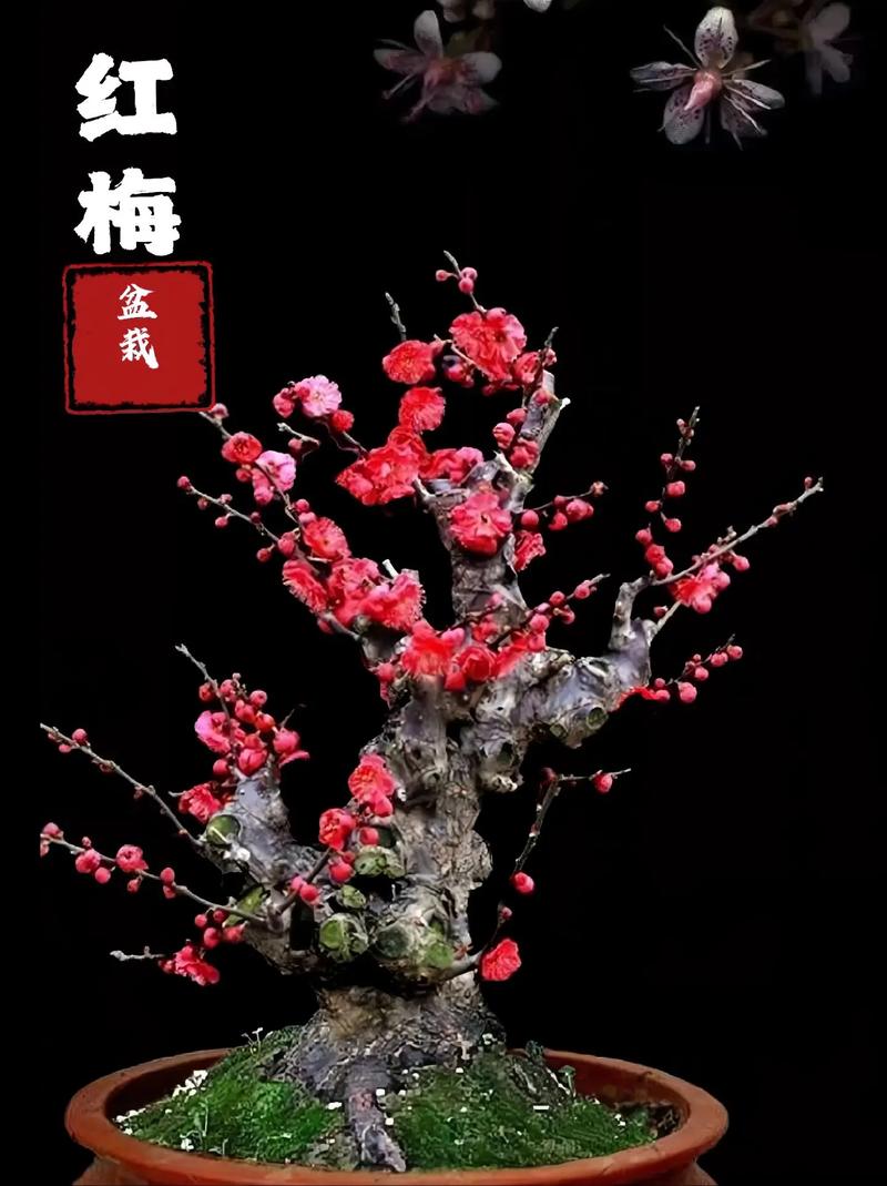 盆栽梅花什么时候换盆，盆栽梅花什么时候换盆合适？