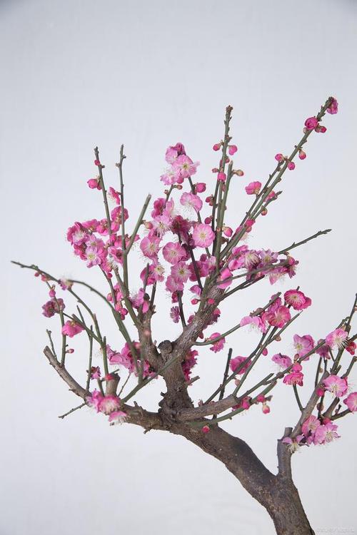 盆栽梅花什么时候换盆,盆栽梅花什么时候换盆合适?-第2张图片-优品飞百科 盆栽梅花什么时候换盆,盆栽梅花什么时候换盆合适?-第2张图片-优品飞百科