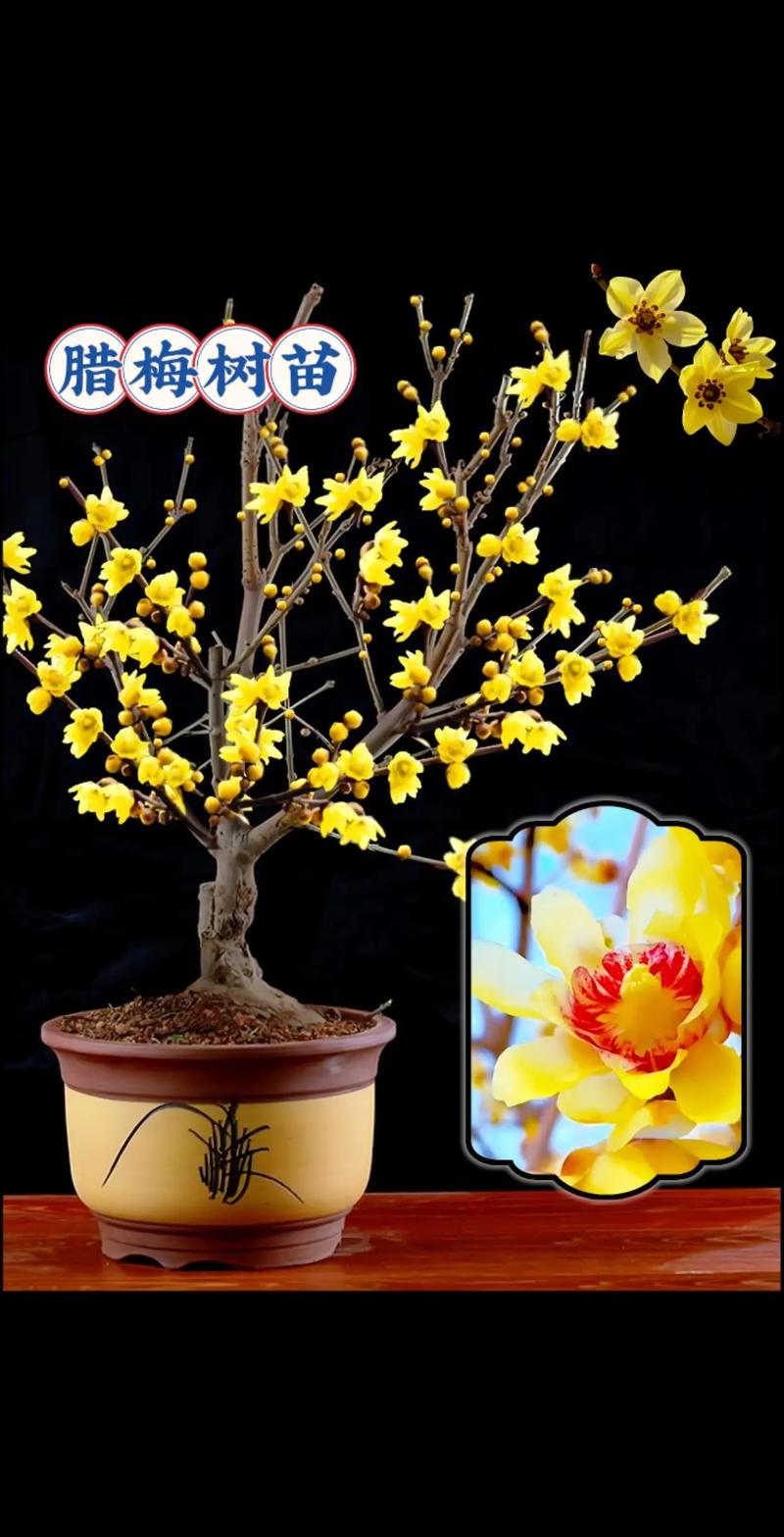 盆栽梅花什么时候换盆,盆栽梅花什么时候换盆合适?-第3张图片-优品飞百科 盆栽梅花什么时候换盆,盆栽梅花什么时候换盆合适?-第3张图片-优品飞百科