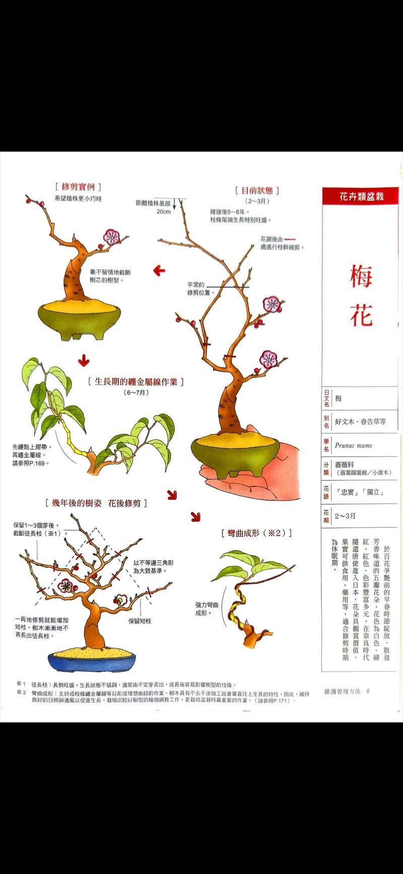 盆栽梅花什么时候换盆,盆栽梅花什么时候换盆合适?-第4张图片-优品飞百科 盆栽梅花什么时候换盆,盆栽梅花什么时候换盆合适?-第4张图片-优品飞百科