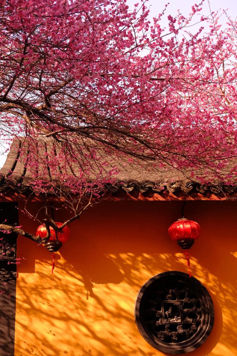 盆栽梅花什么时候换盆,盆栽梅花什么时候换盆合适?-第5张图片-优品飞百科 盆栽梅花什么时候换盆,盆栽梅花什么时候换盆合适?-第5张图片-优品飞百科