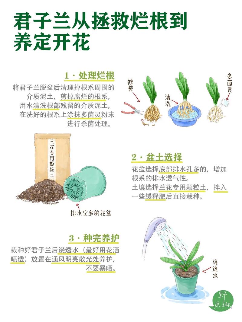 兰花烂根后用什么消毒，兰花烂根后用什么消毒比较好