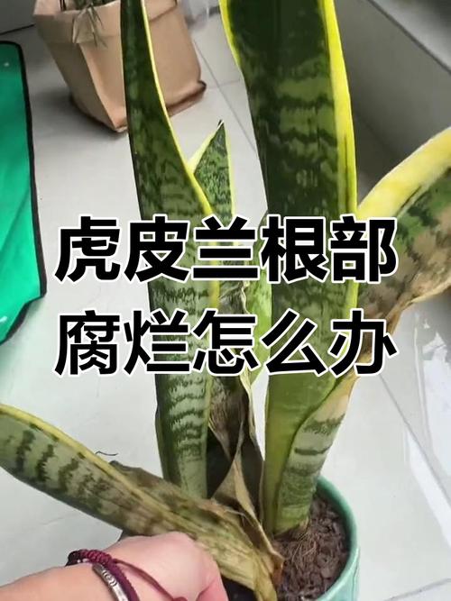 兰花烂根后用什么消毒,兰花烂根后用什么消毒比较好-第2张图片-优品飞百科 兰花烂根后用什么消毒,兰花烂根后用什么消毒比较好-第2张图片-优品飞百科