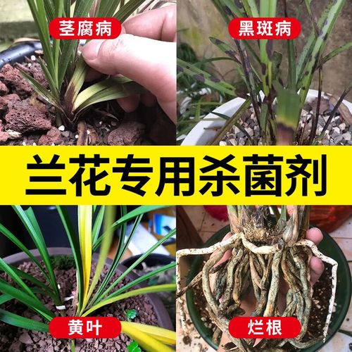 兰花烂根后用什么消毒,兰花烂根后用什么消毒比较好-第5张图片-优品飞百科 兰花烂根后用什么消毒,兰花烂根后用什么消毒比较好-第5张图片-优品飞百科