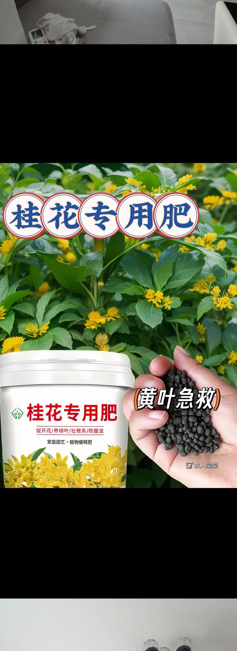 桂花树叶子干枯发黄怎么办,桂花树叶子干枯发黄掉叶-第2张图片-优品飞百科 桂花树叶子干枯发黄怎么办,桂花树叶子干枯发黄掉叶-第2张图片-优品飞百科
