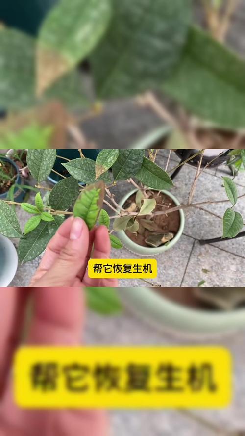 桂花树叶子干枯发黄怎么办,桂花树叶子干枯发黄掉叶-第4张图片-优品飞百科 桂花树叶子干枯发黄怎么办,桂花树叶子干枯发黄掉叶-第4张图片-优品飞百科